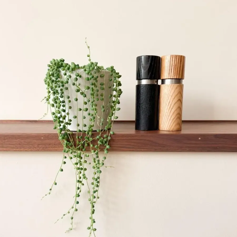 Kamerplanten-Plant in a Box Erwtenplant - Senecio rowleyanus - Hoogte 10-20cm - ⌀12cm