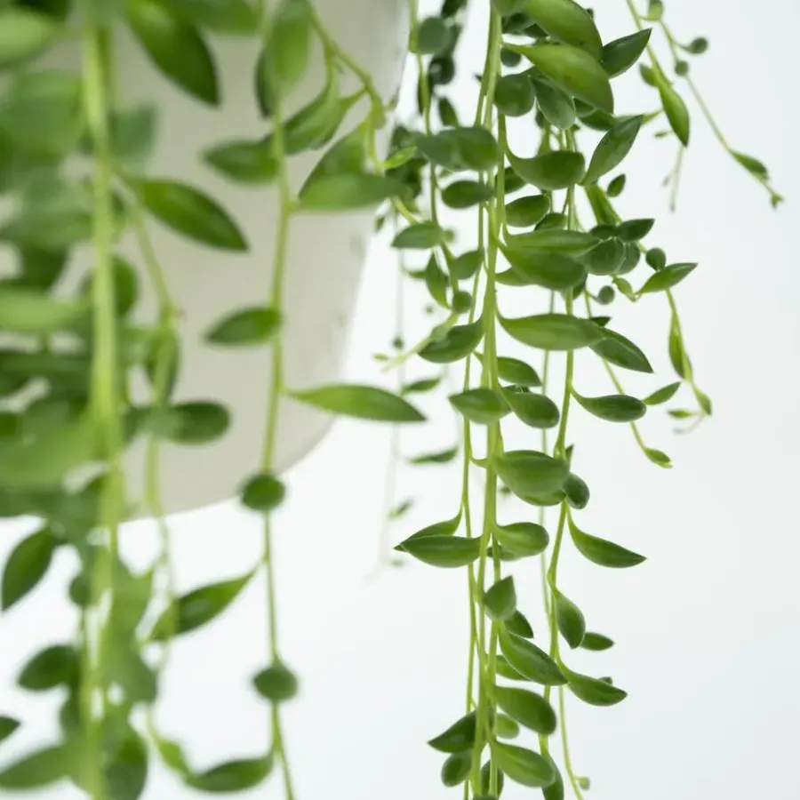 Kamerplanten-Plant in a Box Erwtenplant - Senecio rowleyanus - Hoogte 10-20cm - ⌀12cm