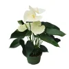 Plant in a Box Flamingoplant - Anthurium 'Alpine White' - Hoogte 40-55cm - ø14cm
