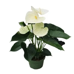 Plant in a Box Flamingoplant - Anthurium 'Alpine White' - Hoogte 40-55cm - ø14cm