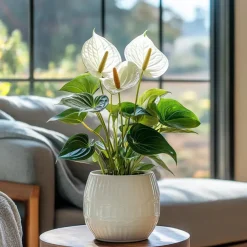Plant in a Box Flamingoplant - Anthurium 'Alpine White' - Hoogte 40-55cm - ø14cm