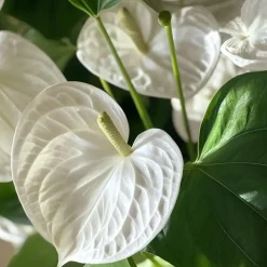 Plant in a Box Flamingoplant - Anthurium 'Alpine White' - Hoogte 40-55cm - ø14cm