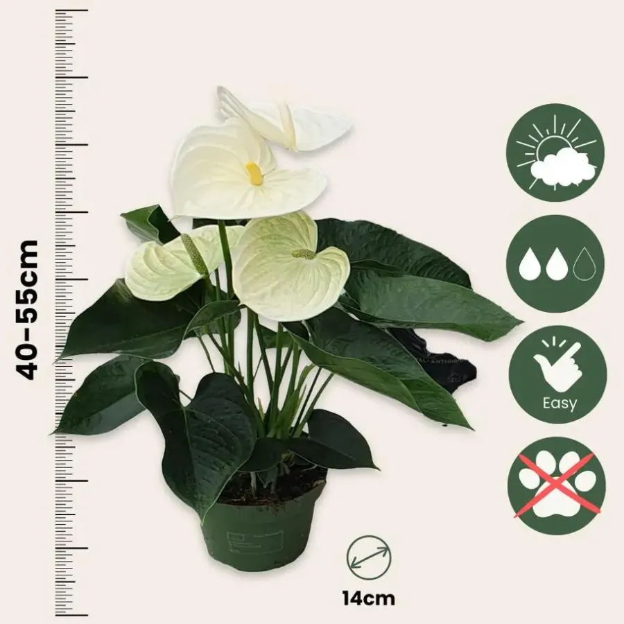 Plant in a Box Flamingoplant - Anthurium 'Alpine White' - Hoogte 40-55cm - ø14cm