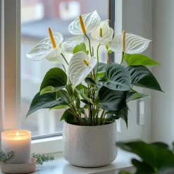 Plant in a Box Flamingoplant - Anthurium 'Alpine White' - Hoogte 40-55cm - ø14cm
