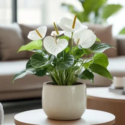 Plant in a Box Flamingoplant - Anthurium 'Alpine White' - Hoogte 40-55cm - ø14cm