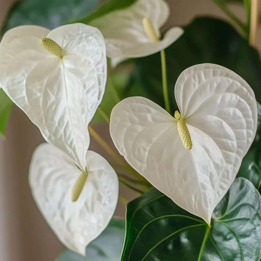 Plant in a Box Flamingoplant - Anthurium 'Alpine White' - Hoogte 40-55cm - ø14cm