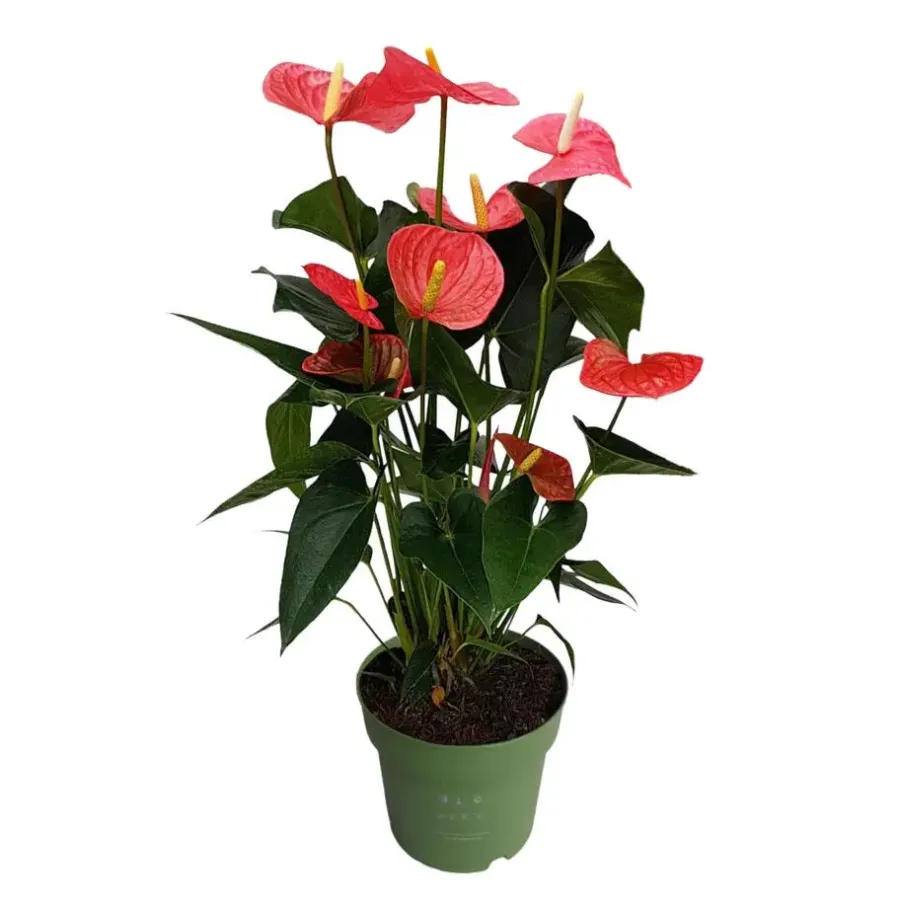 Kamerplanten-Plant in a Box Flamingoplant - Anthurium 'Maine Pink' - Hoogte 55-70cm - ø17cm