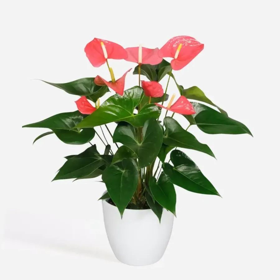 Kamerplanten-Plant in a Box Flamingoplant - Anthurium 'Maine Pink' - Hoogte 55-70cm - ø17cm