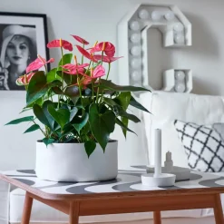 Kamerplanten-Plant in a Box Flamingoplant - Anthurium 'Maine Pink' - Hoogte 55-70cm - ø17cm