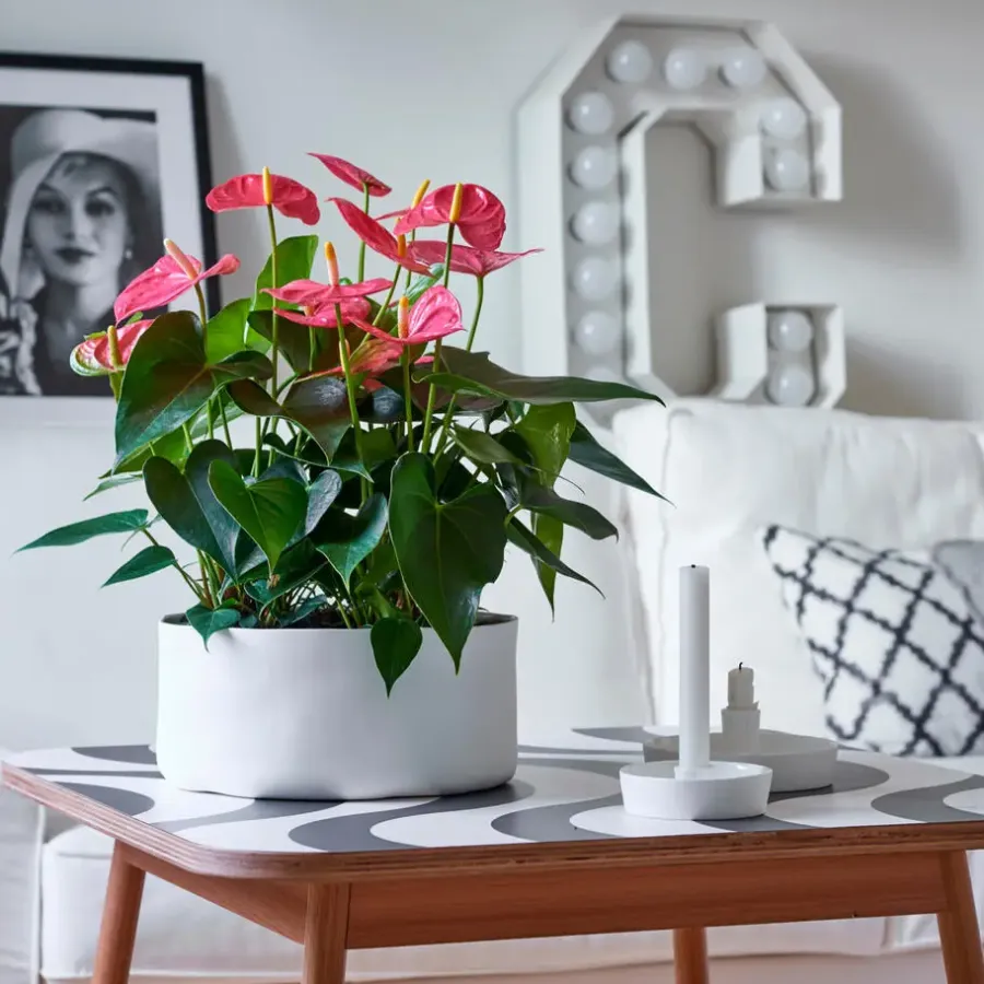 Kamerplanten-Plant in a Box Flamingoplant - Anthurium 'Maine Pink' - Hoogte 55-70cm - ø17cm