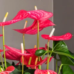 Kamerplanten-Plant in a Box Flamingoplant - Anthurium 'Maine Pink' - Hoogte 55-70cm - ø17cm