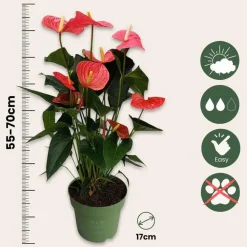 Kamerplanten-Plant in a Box Flamingoplant - Anthurium 'Maine Pink' - Hoogte 55-70cm - ø17cm