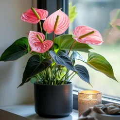Kamerplanten-Plant in a Box Flamingoplant - Anthurium 'Maine Pink' - Hoogte 55-70cm - ø17cm