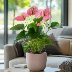 Kamerplanten-Plant in a Box Flamingoplant - Anthurium 'Maine Pink' - Hoogte 55-70cm - ø17cm