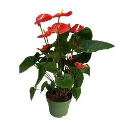 Kamerplanten-Plant in a Box Flamingoplant - Anthurium 'Madural Red' - Hoogte 55-70cm - ø17cm