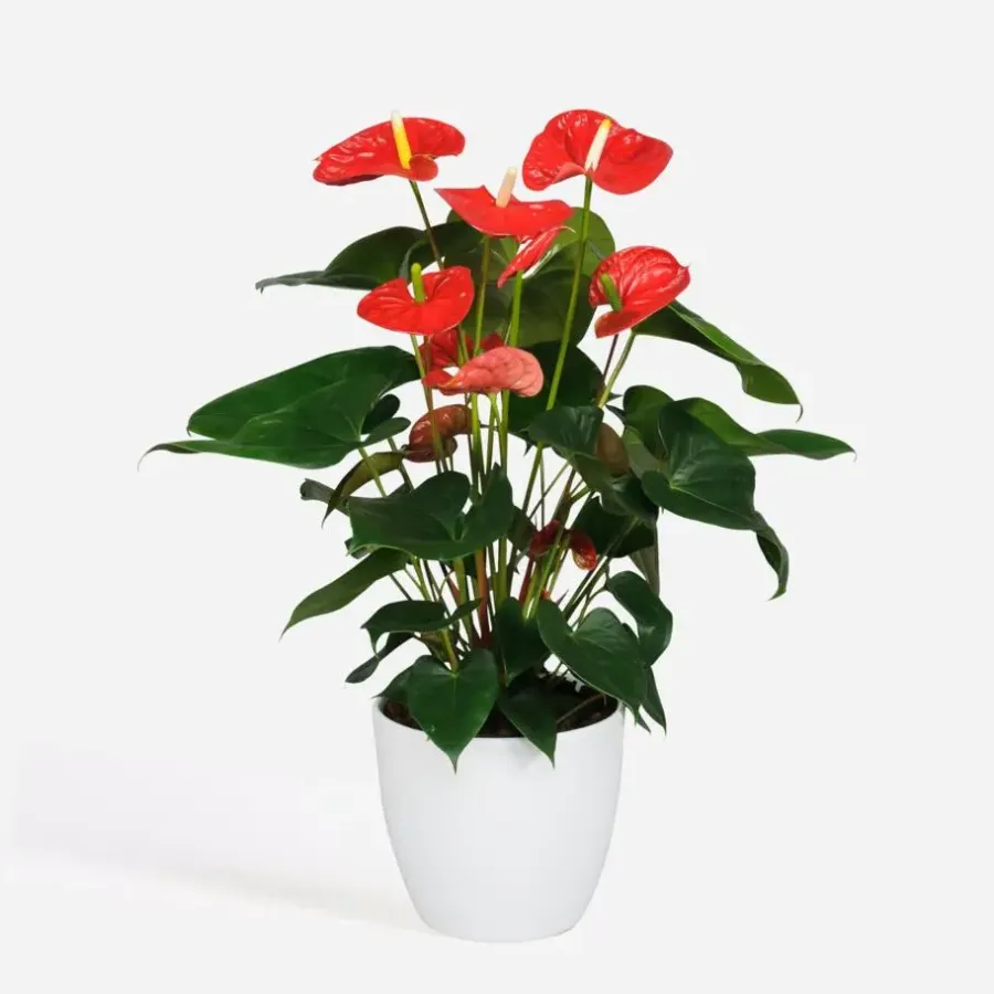 Kamerplanten-Plant in a Box Flamingoplant - Anthurium 'Madural Red' - Hoogte 55-70cm - ø17cm