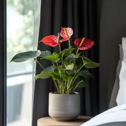 Kamerplanten-Plant in a Box Flamingoplant - Anthurium 'Madural Red' - Hoogte 55-70cm - ø17cm