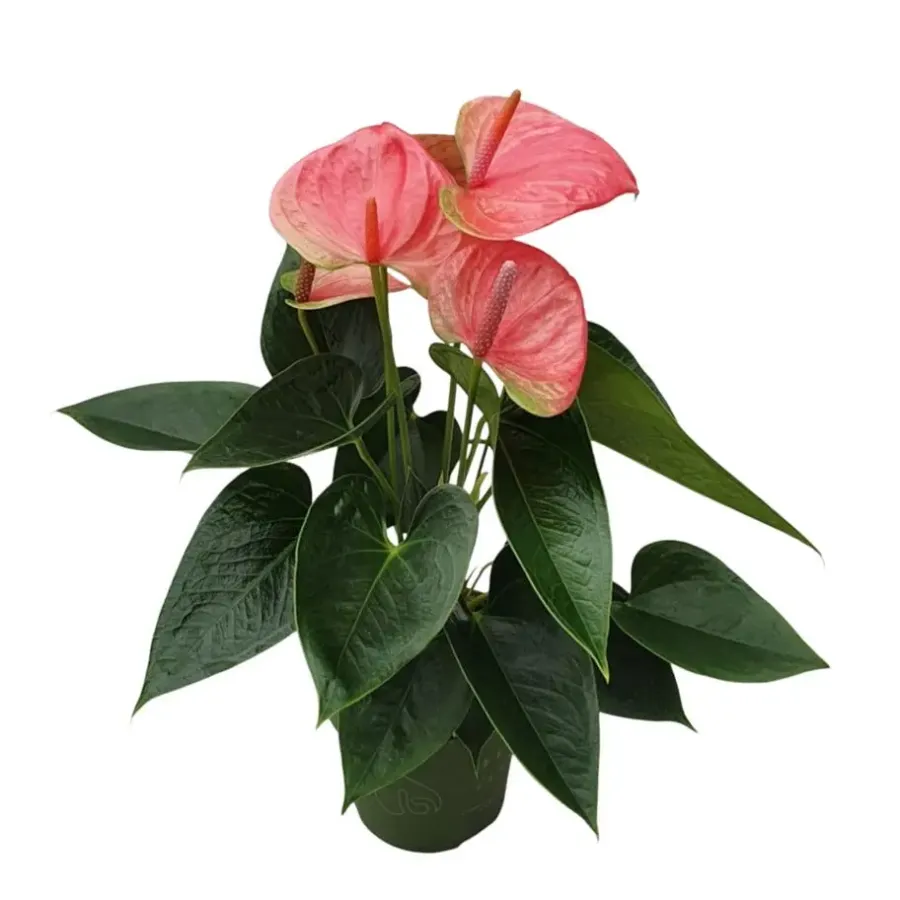 Plant in a Box Flamingoplant - Anthurium 'Sweet Dream' - Hoogte 35-45cm - ø12cm