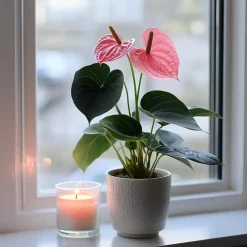 Plant in a Box Flamingoplant - Anthurium 'Sweet Dream' - Hoogte 35-45cm - ø12cm
