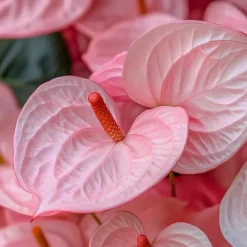 Plant in a Box Flamingoplant - Anthurium 'Sweet Dream' - Hoogte 35-45cm - ø12cm