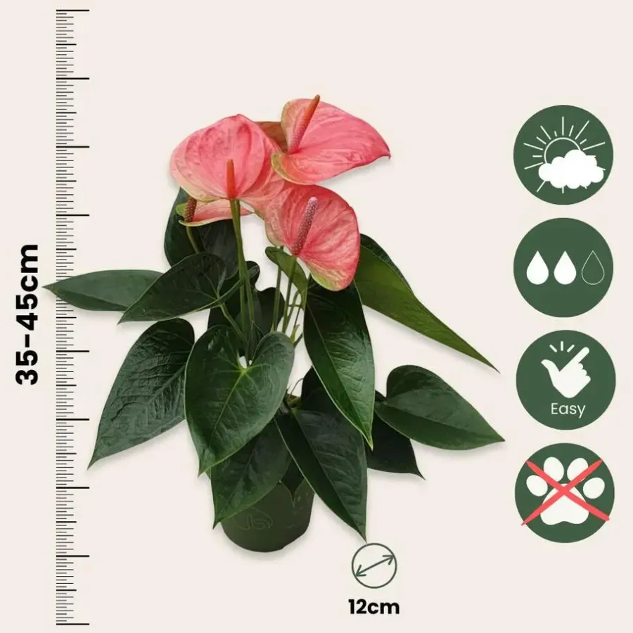 Plant in a Box Flamingoplant - Anthurium 'Sweet Dream' - Hoogte 35-45cm - ø12cm
