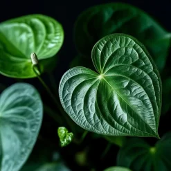 Plant in a Box Flamingoplant - Anthurium 'Sweet Dream' - Hoogte 35-45cm - ø12cm