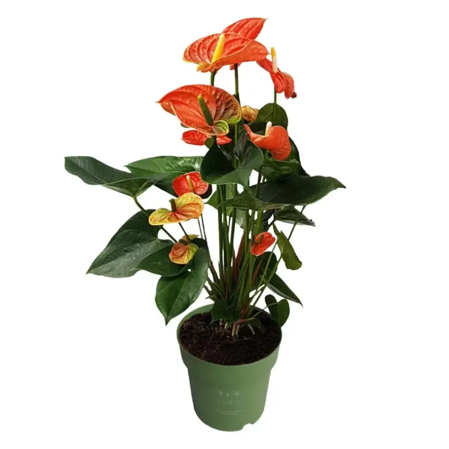 Plant in a Box Flamingoplant - Anthurium 'Madural Orange' - Hoogte 55-70cm - ø17cm