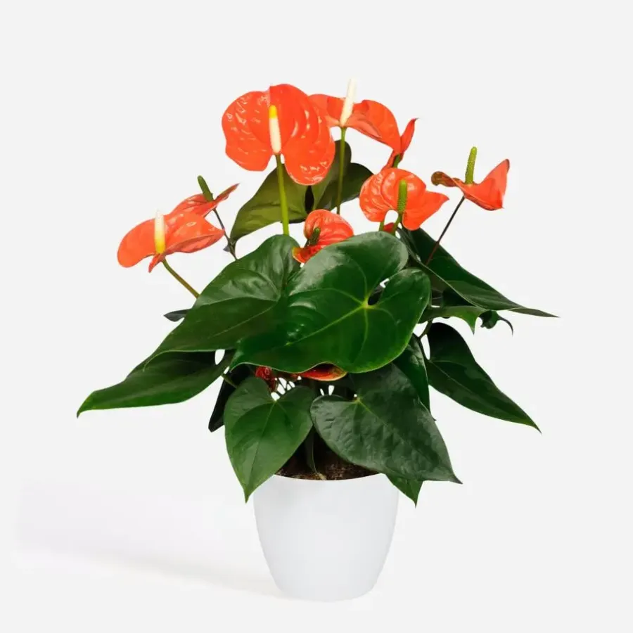 Plant in a Box Flamingoplant - Anthurium 'Madural Orange' - Hoogte 55-70cm - ø17cm