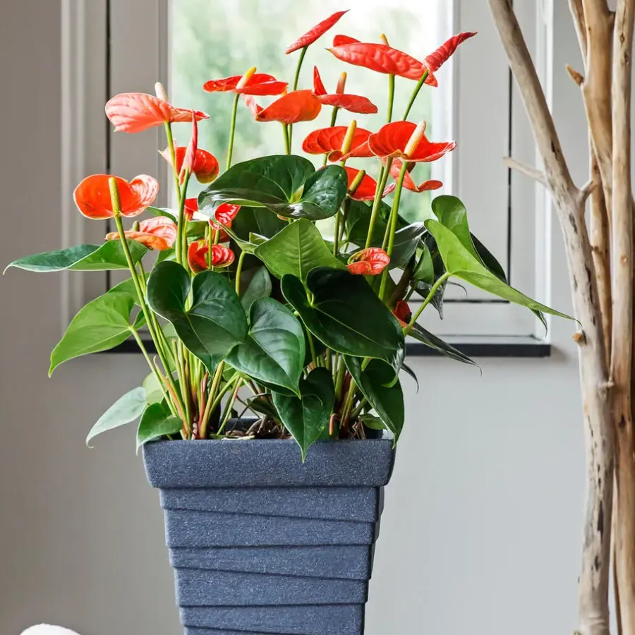 Plant in a Box Flamingoplant - Anthurium 'Madural Orange' - Hoogte 55-70cm - ø17cm
