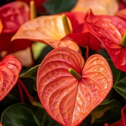 Plant in a Box Flamingoplant - Anthurium 'Madural Orange' - Hoogte 55-70cm - ø17cm