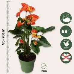 Plant in a Box Flamingoplant - Anthurium 'Madural Orange' - Hoogte 55-70cm - ø17cm