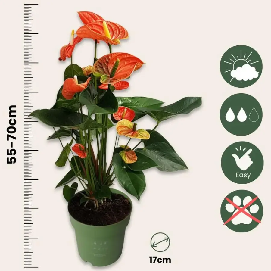 Plant in a Box Flamingoplant - Anthurium 'Madural Orange' - Hoogte 55-70cm - ø17cm