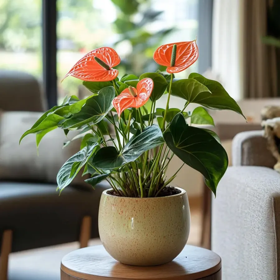 Plant in a Box Flamingoplant - Anthurium 'Madural Orange' - Hoogte 55-70cm - ø17cm