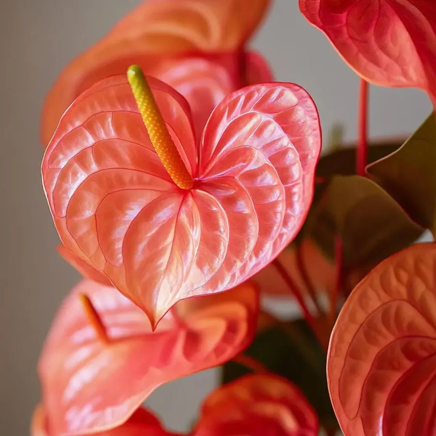 Plant in a Box Flamingoplant - Anthurium 'Madural Orange' - Hoogte 55-70cm - ø17cm