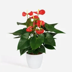 Kamerplanten-Plant in a Box Flamingoplant - Anthurium 'Madural Red' - Hoogte 40-45cm - ø14cm