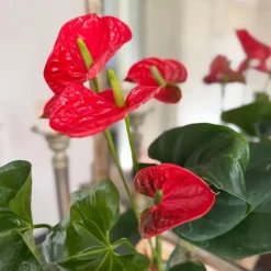 Kamerplanten-Plant in a Box Flamingoplant - Anthurium 'Madural Red' - Hoogte 40-45cm - ø14cm