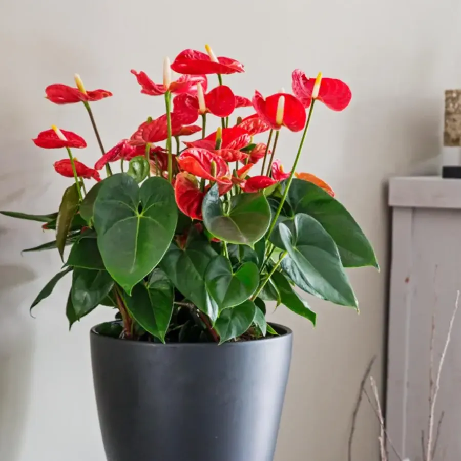 Kamerplanten-Plant in a Box Flamingoplant - Anthurium 'Madural Red' - Hoogte 40-45cm - ø14cm