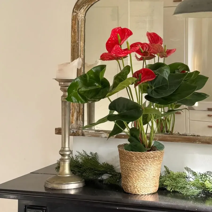 Kamerplanten-Plant in a Box Flamingoplant - Anthurium 'Madural Red' - Hoogte 40-45cm - ø14cm