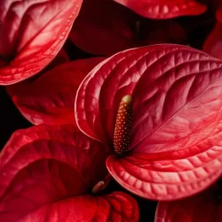 Kamerplanten-Plant in a Box Flamingoplant - Anthurium 'Royal Champion' - Hoogte 35-45cm - ø12cm