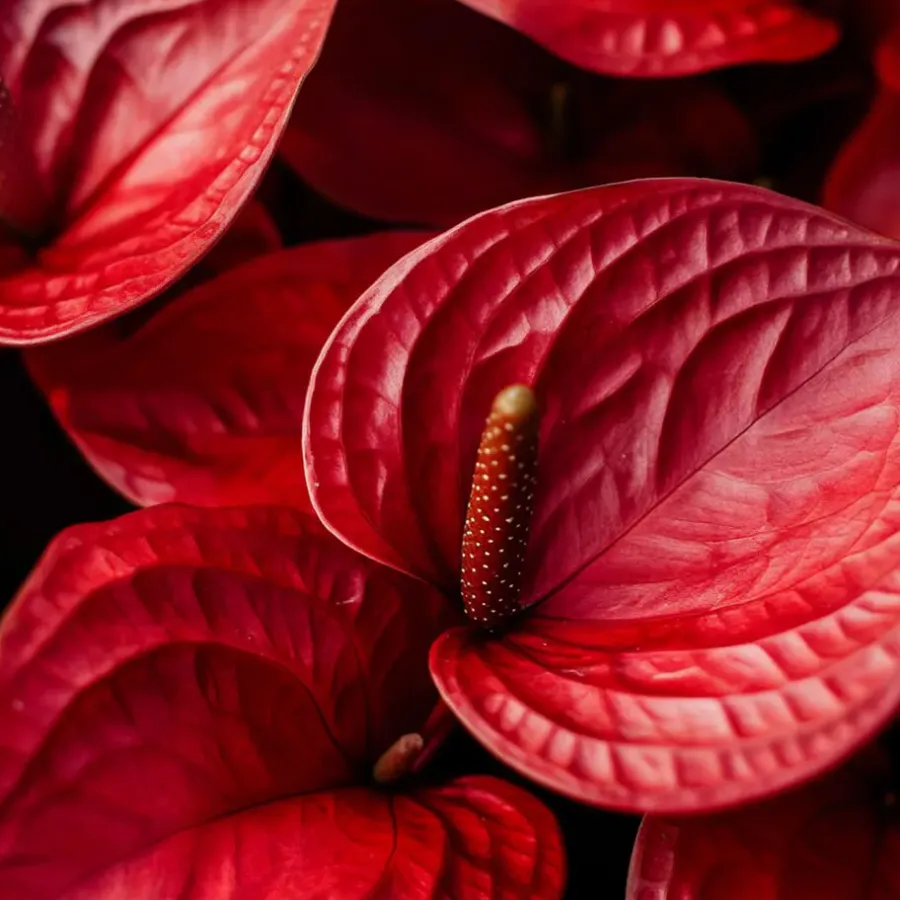 Kamerplanten-Plant in a Box Flamingoplant - Anthurium 'Royal Champion' - Hoogte 35-45cm - ø12cm