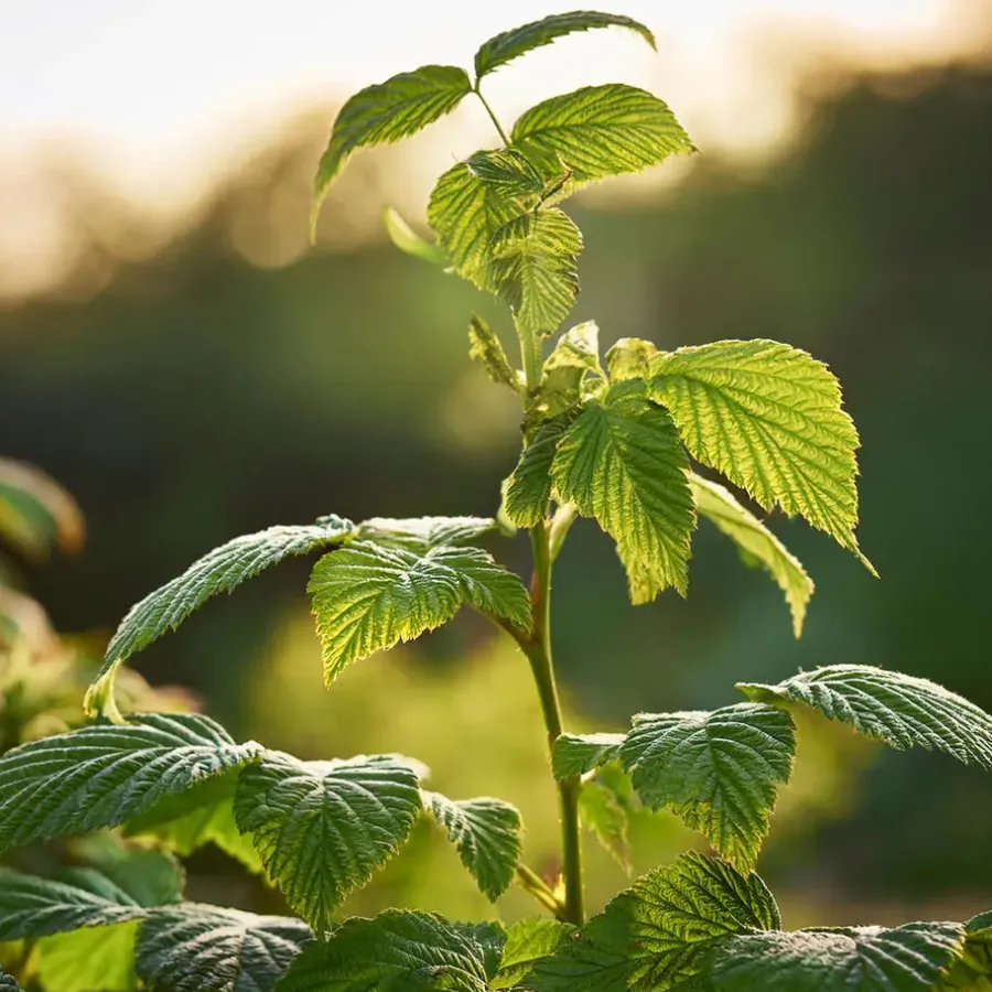 Plant in a Box Frambozenplant - Set van 2 - Rubus 'Malling Promise' - Hoogte 50-60cm - ⌀15cm