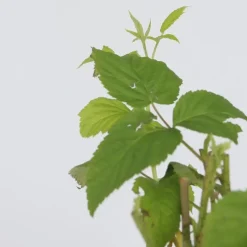 Plant in a Box Frambozenplant - Set van 2 - Rubus 'Malling Promise' - Hoogte 50-60cm - ⌀15cm