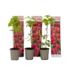 Planten|Bomen-Plant in a Box Frambozenplant - Set van 3 - Rubus ideaus 'Autumn Bliss' - Hoogte 25-40cm - ⌀9cm