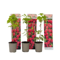 Planten|Bomen-Plant in a Box Frambozenplant - Set van 3 - Rubus ideaus 'Autumn Bliss' - Hoogte 25-40cm - ⌀9cm