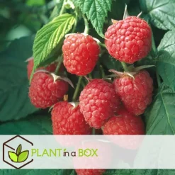 Planten|Bomen-Plant in a Box Frambozenplant - Set van 3 - Rubus ideaus 'Autumn Bliss' - Hoogte 25-40cm - ⌀9cm