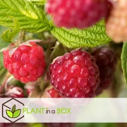 Planten|Bomen-Plant in a Box Frambozenplant - Set van 3 - Rubus ideaus 'Autumn Bliss' - Hoogte 25-40cm - ⌀9cm