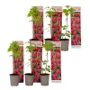 Planten|Bomen-Plant in a Box Frambozenplant - Set van 6 - Rubus ideaus 'Autumn Bliss' - Hoogte 25-40cm - ⌀9cm
