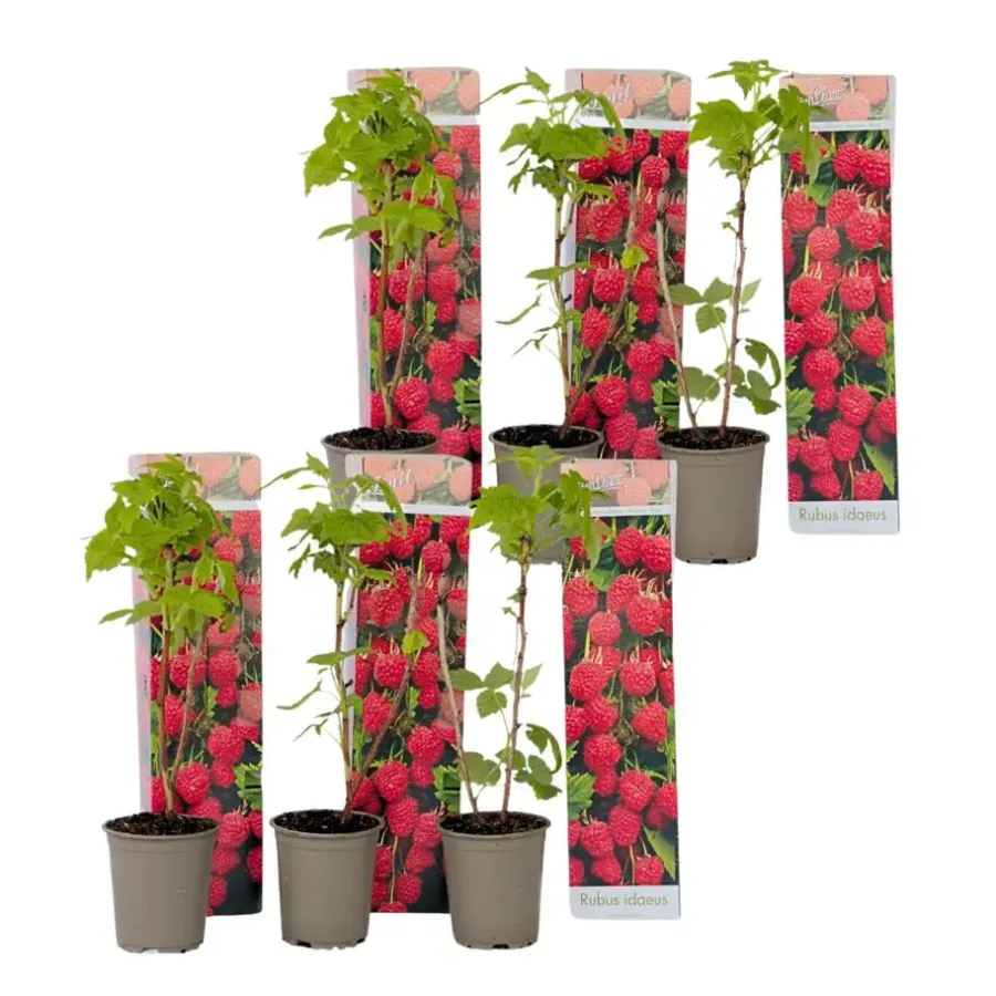 Planten|Bomen-Plant in a Box Frambozenplant - Set van 6 - Rubus ideaus 'Autumn Bliss' - Hoogte 25-40cm - ⌀9cm