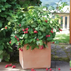 Planten|Bomen-Plant in a Box Frambozenplant - Set van 6 - Rubus ideaus 'Autumn Bliss' - Hoogte 25-40cm - ⌀9cm
