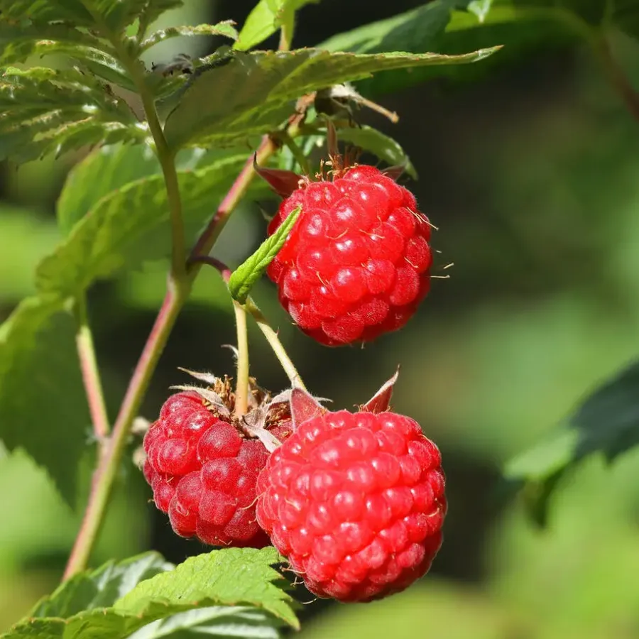 Planten|Bomen-Plant in a Box Frambozenplant - Set van 6 - Rubus ideaus 'Autumn Bliss' - Hoogte 25-40cm - ⌀9cm